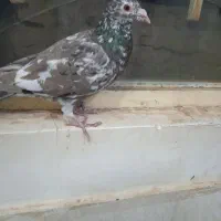 دوعددنرکلکسیونی