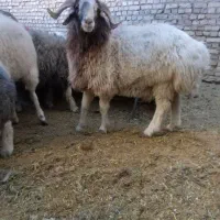 بره بومی محلی