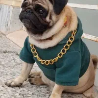 واگذاری سگ پاگ نر