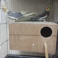 ۳ جفت عروس هلندی و قفس بزرگ|پرنده|اصفهان, خانه اصفهان|دیوار