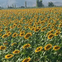 تخمه آفتابی امسالی ایرانی درجه یک|عمده‌فروشی|شیراز, وزیرآباد|دیوار