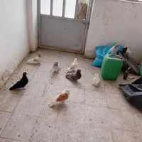 چندتا کبوتر سرور دوبالی همه از ی نسل|پرنده|شاهرود, |دیوار