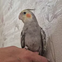 عروس هلندی نر و ماده