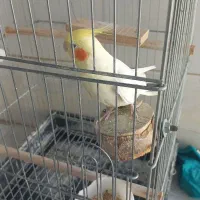 عروس هلندی نر