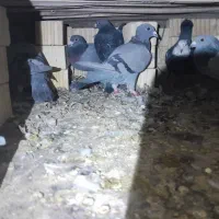 کفتر پلاکی|پرنده|کوه چنار, |دیوار