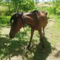 اسب|اسب و تجهیزات اسبسواری|شازند, |دیوار