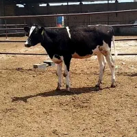 گوساله ماده خون گیری شده درجه یک