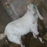 نر بزغاله گلابی|حیوانات مزرعه|شاهرود, |دیوار