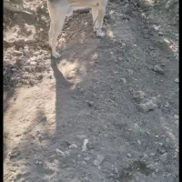 سگ سرابی اصیل