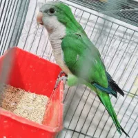 راهب ماده بالغ