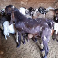 تکه پاکستانی|حیوانات مزرعه|سمنان, |دیوار