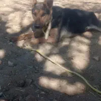 سگ ژرمن یا دورمن . این عکس خودش نیست