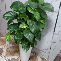 گل پتوس زیبا|گل و گیاه طبیعی|سنندج, |دیوار