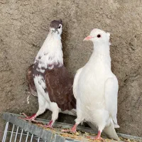 کبوتر دمگیر