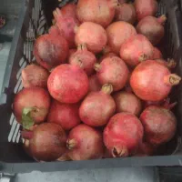 30هزارتومان|خوردنی و آشامیدنی|الشتر, |دیوار