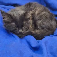 واگذاری رایگان بچه گربه|گربه|قم, سالاریه|دیوار