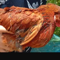 2عدد مرغ تخم گذار و 1عدد خروس لهستانی  واکسن خورده