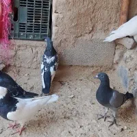 سلام پنج تا کفتر رنگه و آلمانی|پرنده|چناران, |دیوار