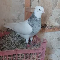 طوقی هفت رنگ|پرنده|برازجان, |دیوار