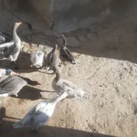 غازجوان|حیوانات مزرعه|دهگلان, |دیوار