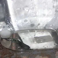 ماهی فایتر ماده ونر وگوپی جفت