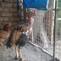 خروس لاری صابونی|حیوانات مزرعه|انبارآلوم, |دیوار