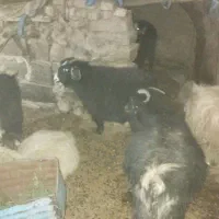 بز و میش|حیوانات مزرعه|سربیشه, |دیوار