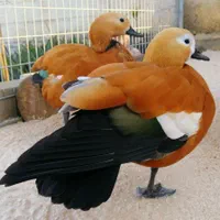 خرید و فروش انواع غاز و قوغاز|حیوانات مزرعه|اصفهان, رهنان|دیوار