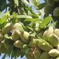 فروش باغ بادام۱۰۰۰۰ متر|فروش زمین و ملک کلنگی|انزل, |دیوار