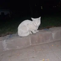 گربه خانگی پیدا شده