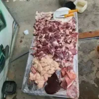 گوسفند زنده پرواری نصف‌ونصف گوشتداره دامداری حسن