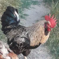 خروس