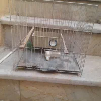 قفس پرنده