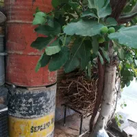 بشکه بنایی و سه جفت زیر یخچالی|حراج|شاهین‌شهر, خبرنگار|دیوار