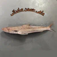 فروش عمده ماهی حسون پخش مستقیم