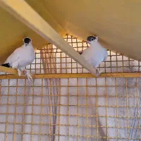 کبوتر راعبی ، پرستوئ ، هلندی ،|پرنده|خمینی‌شهر, |دیوار