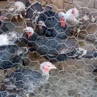 بوقلمون نر و ماده کاملا ارگانیک