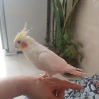 عروس هلندی نروسخن جو