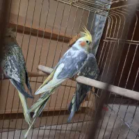 عروس هلندی|پرنده|تهران, جوادیه تهرانپارس|دیوار