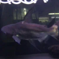 پنگوسی باله بلند شرت بادی