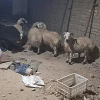 فروش بره نر خودمونی