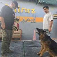 مربی سگ آموزش سگ|سگ|شیراز, میانرود|دیوار