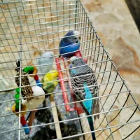 مرغ عشق|پرنده|شیراز, رکن‌آباد|دیوار
