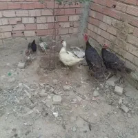 مرغ اوردک