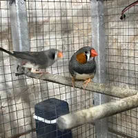 فنچ|پرنده|شیراز, محراب|دیوار