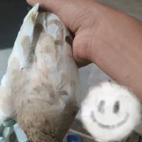 سینه