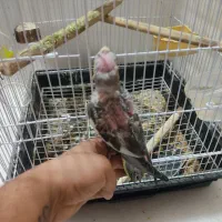 عروس هلندی 1ماه