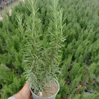 گیاه رزماری و لاوان مناسب دیوارچینی باغچه دارویی