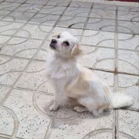 سگ شیتزو روباهی