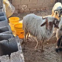 بره نر  یک سال  است|حیوانات مزرعه|اهواز, امانیه|دیوار